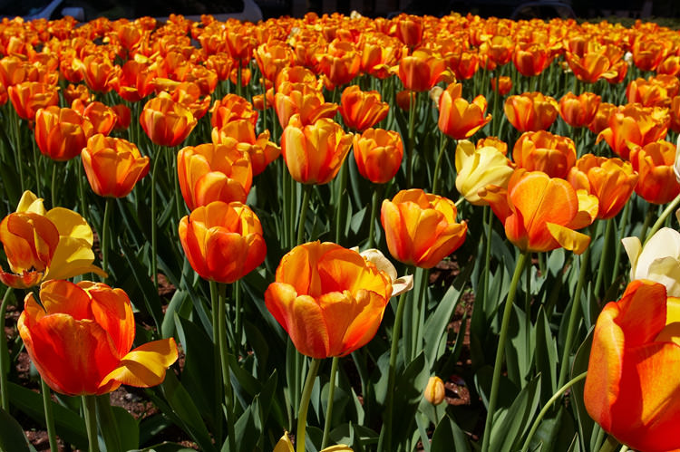 Spring tulips on Park Avenue photographed by New York Photographer Michael Jurick