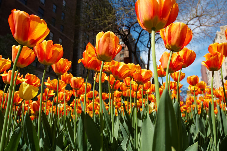 Spring tulips on Park Avenue photographed by New York Photographer Michael Jurick