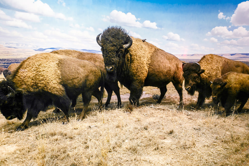 Photos of Theodore Roosevelt Memorial Hall Museum of Natural History by top New York Photographer Michael Jurick