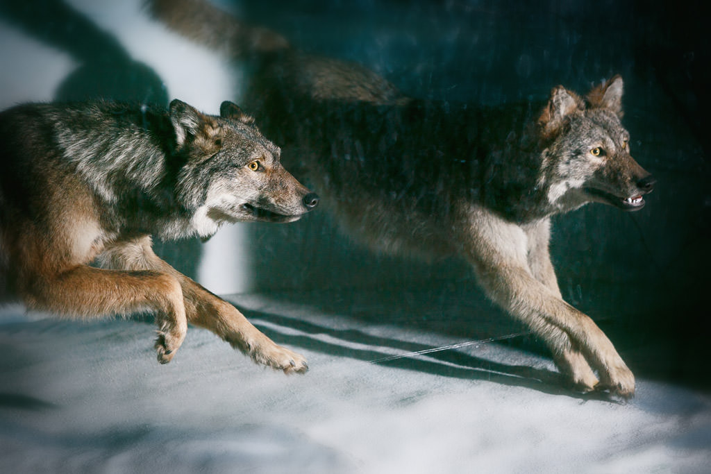 Photos of Theodore Roosevelt Memorial Hall Museum of Natural History by top New York Photographer Michael Jurick