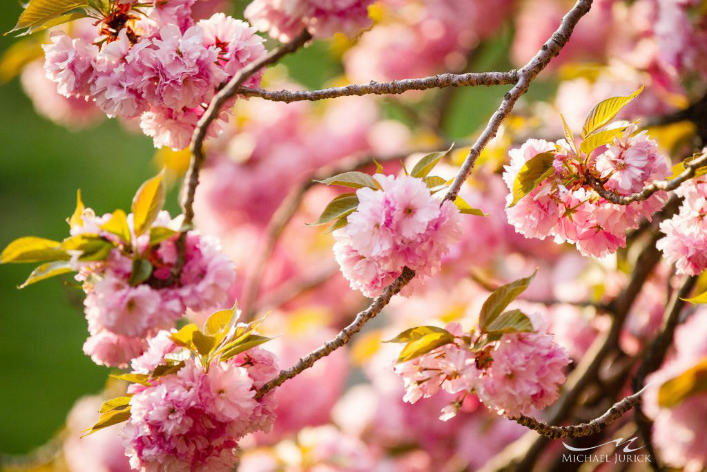 Photos of Cherry Blossoms in Central Park by top New York Photographer Michael Jurick