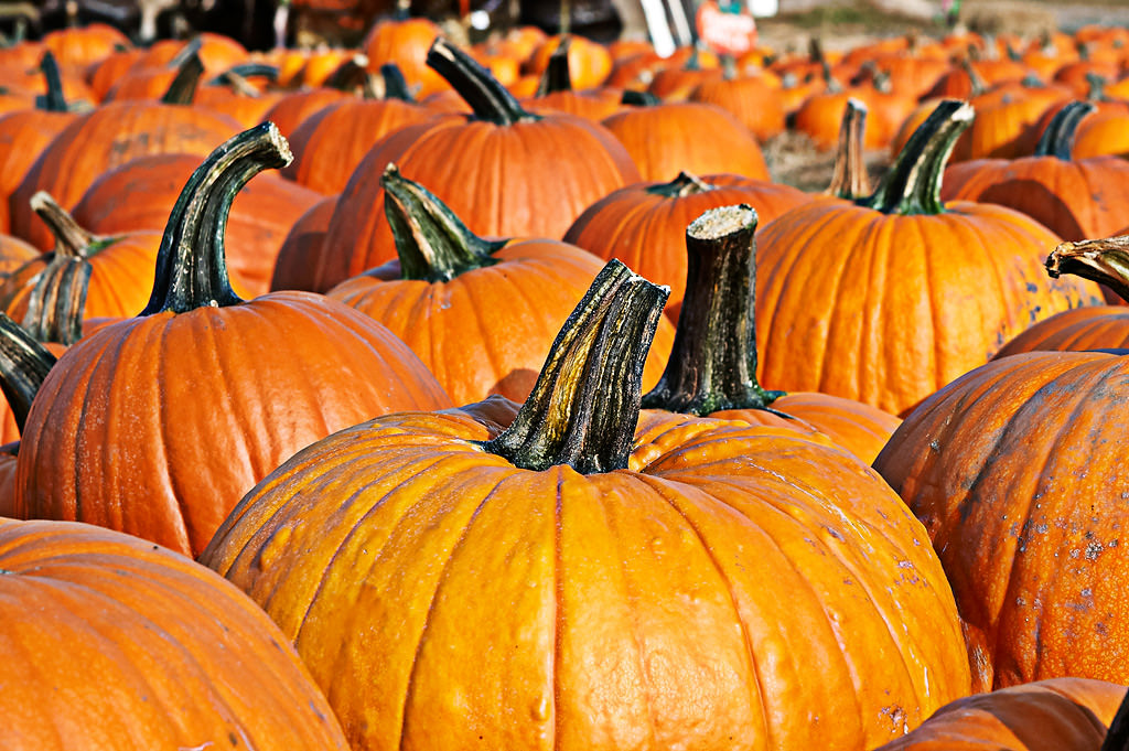 Fall Apple Picking photos by top New York Photographer Michael Jurick