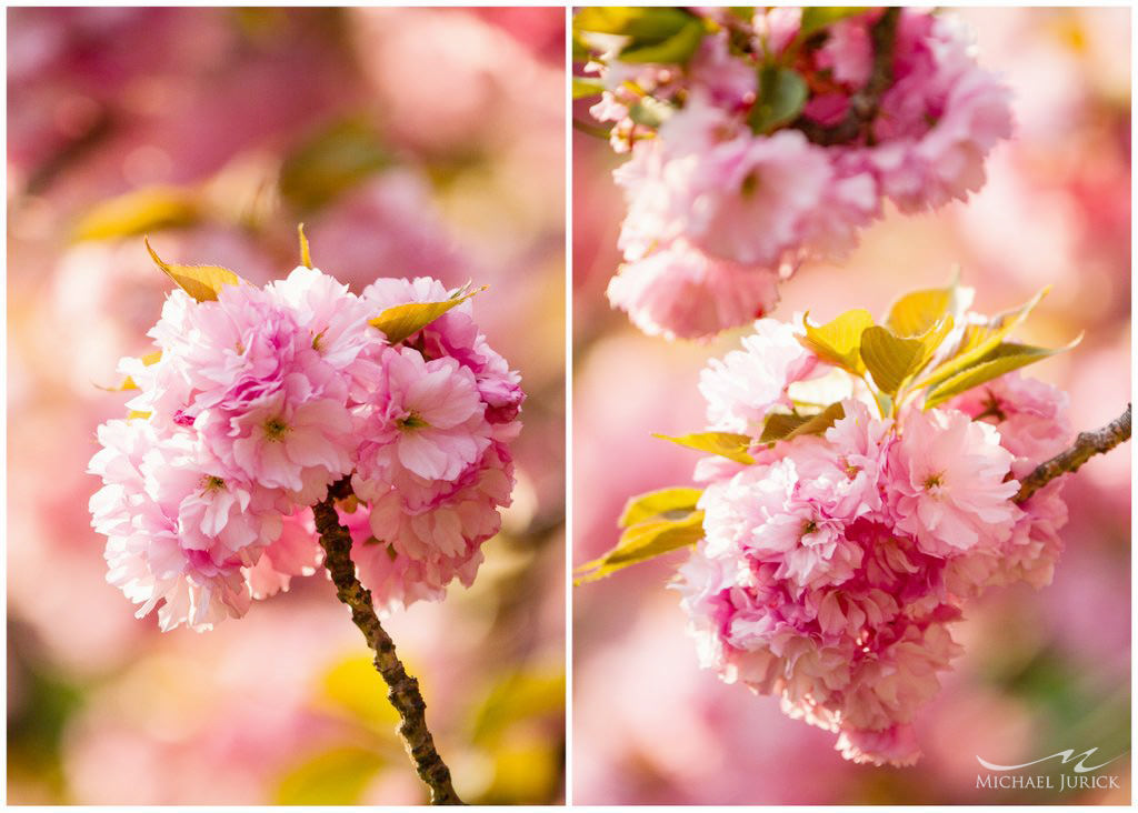 Photos of Cherry Blossoms in Central Park by top New York Photographer Michael Jurick