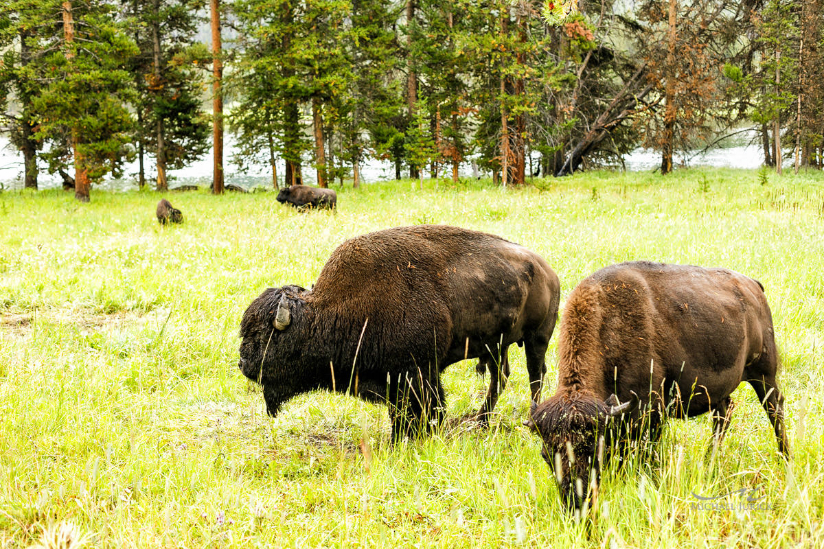 Big Sky Montana and Jackson Hole Wyoming Photographs by top New York Photographer Michael Jurick