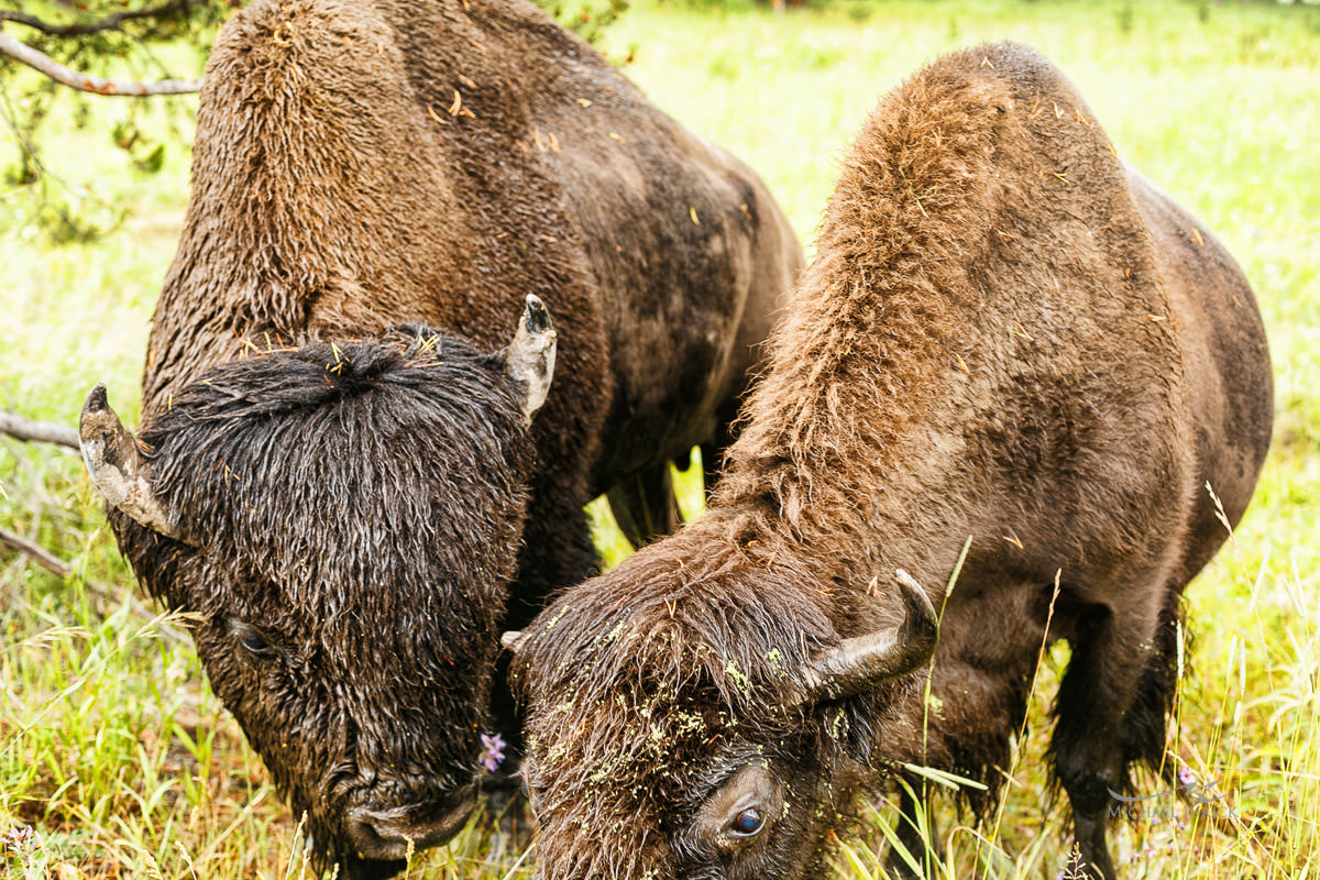 Big Sky Montana and Jackson Hole Wyoming Photographs by top New York Photographer Michael Jurick