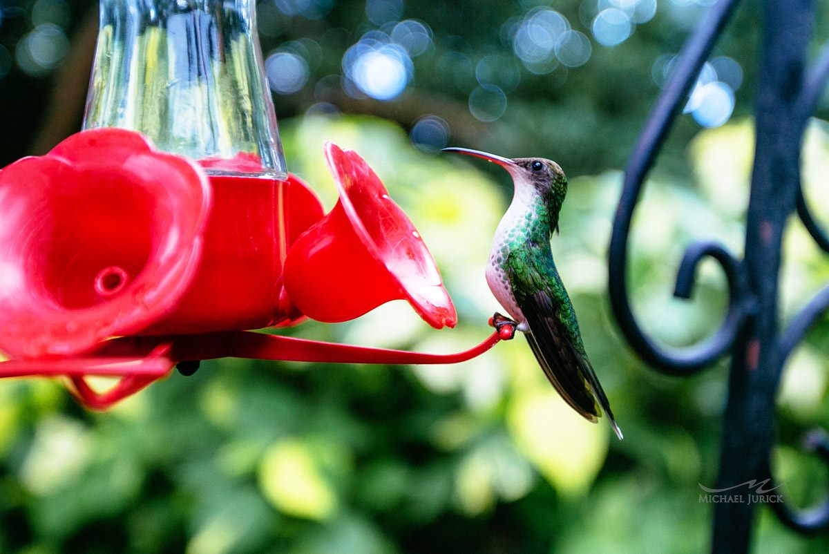 Photos of Ocho Rios, Jamaica by top New York Photographer Michael Jurick