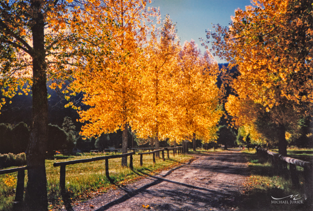 photograph of golden trees in the Fall of 1990 in Crystal Lake, Coloarado by top New York Photographer Michael Jurick