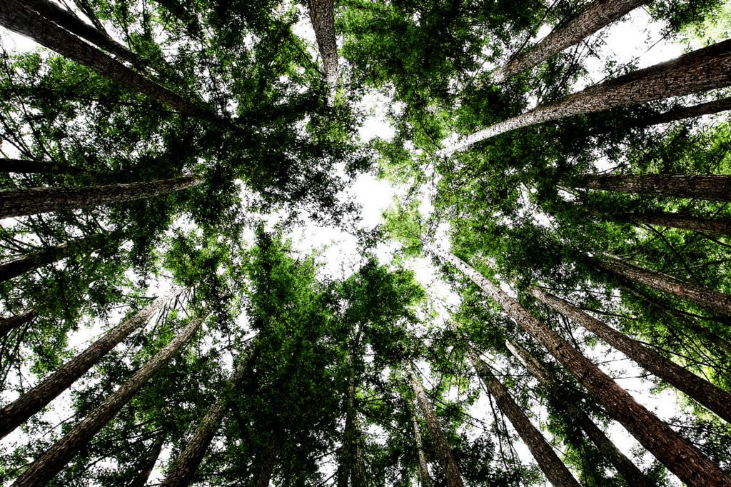 Wedding in the Northern California Redwoods