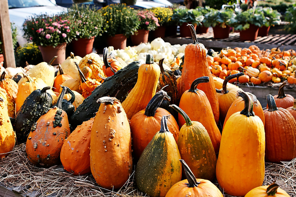 Fall is ‘Round the Corner – Apple & Pumpkin Picking 2010