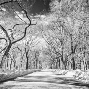 Central Park in Infrared – Winter 2014